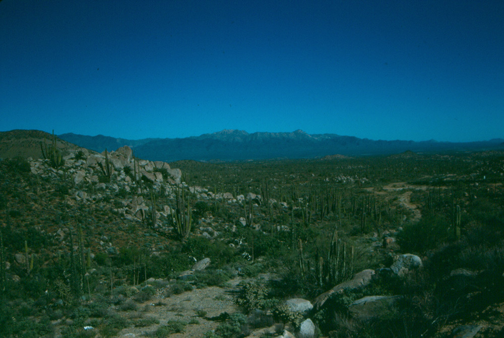 Rock Garden in mid Baja