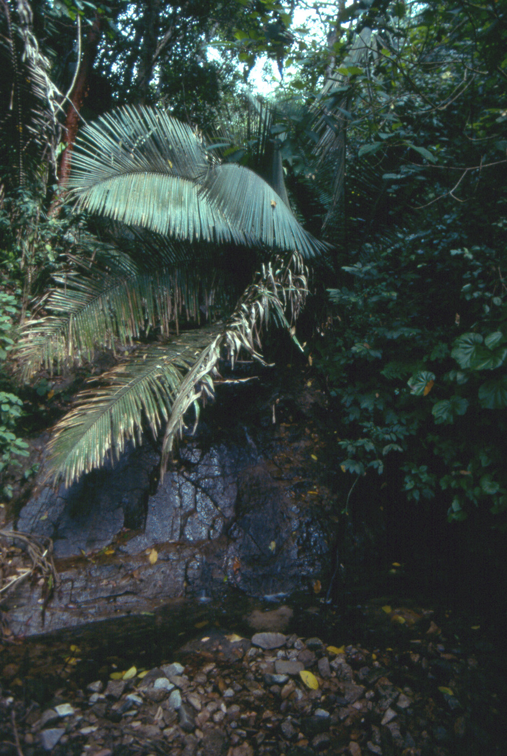 Puerto Vallarta - Predator Jungle III
