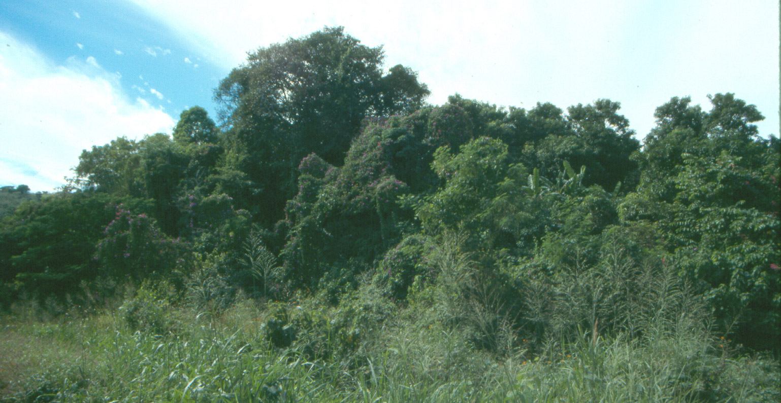 San Blas Jungle Road