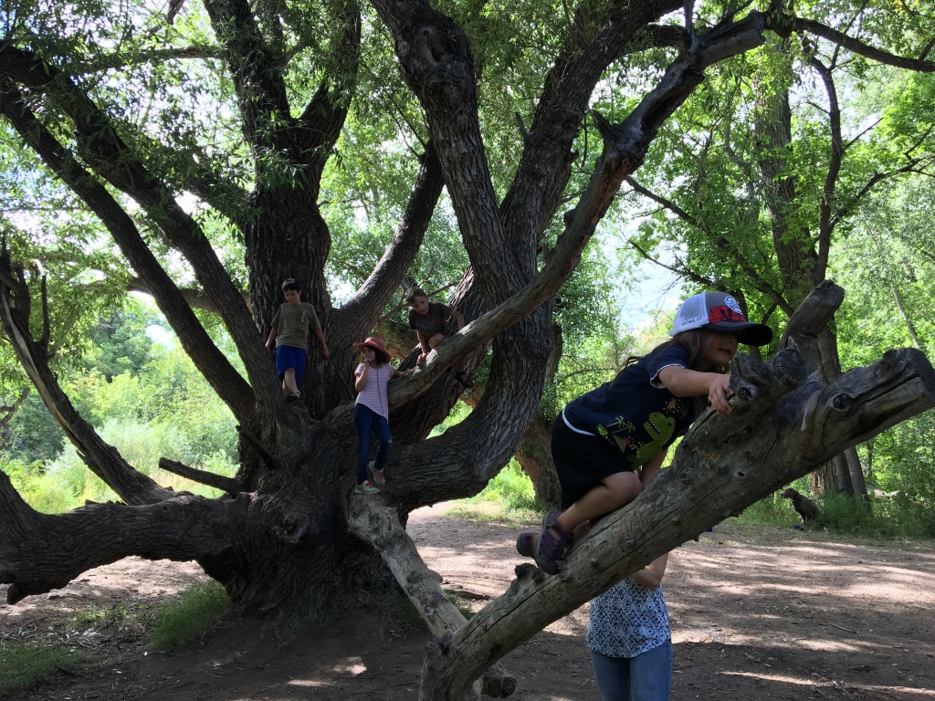 Perfect climbing tree