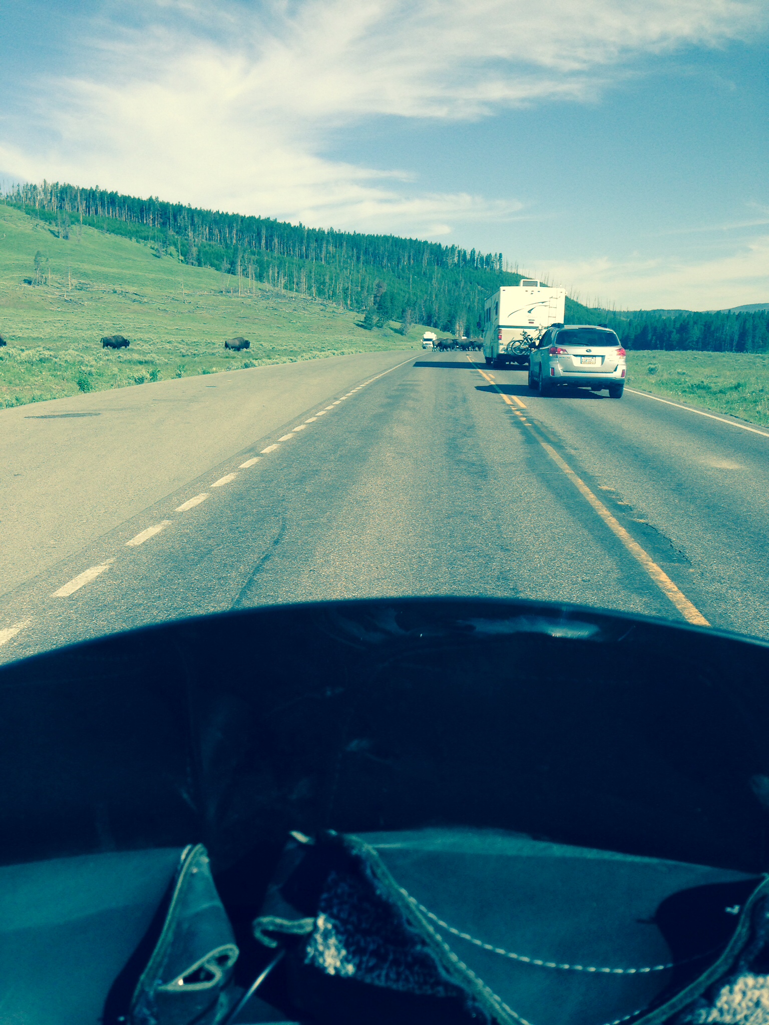 Buffalo Crossing
