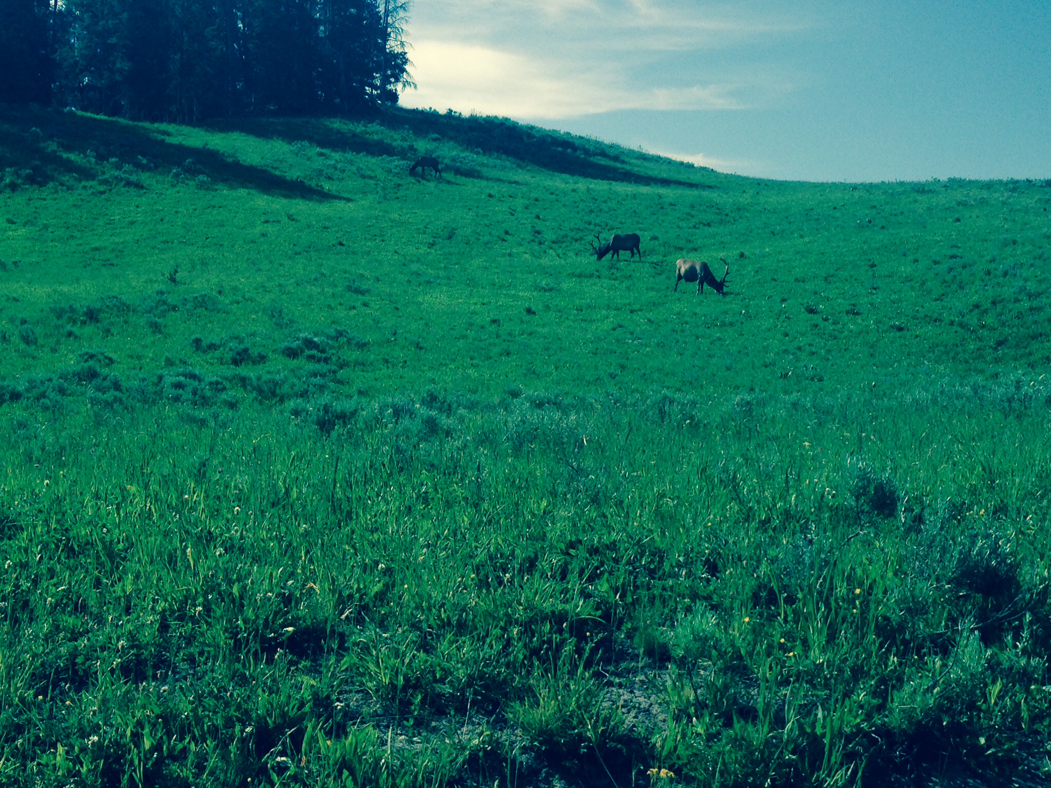 More wildlife