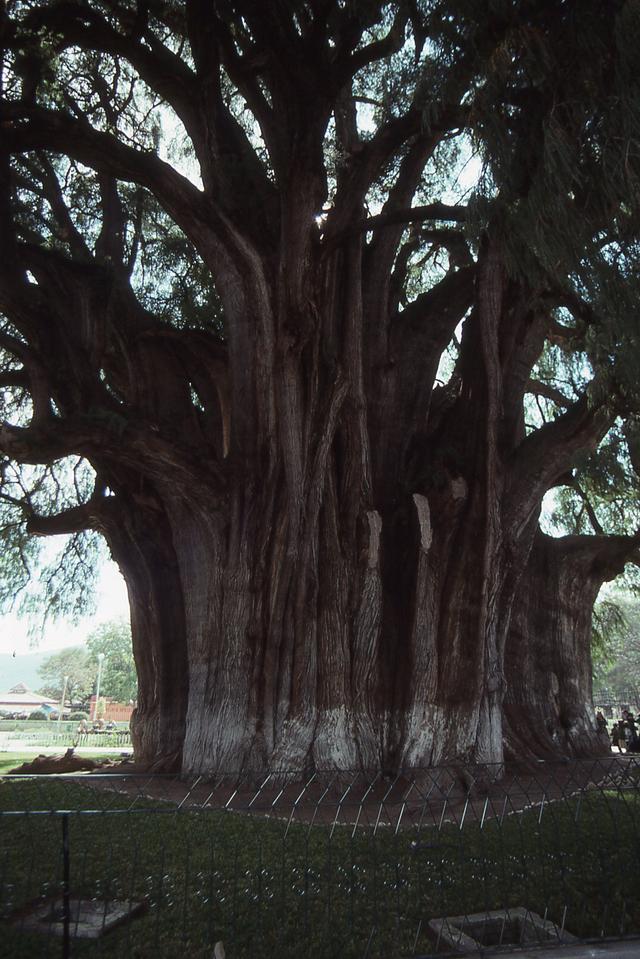 El Árbol del Tule