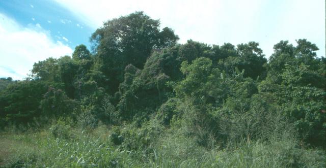 San Blas Jungle Road